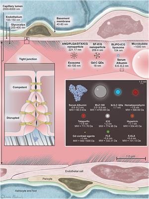 Blood-Brain Barrier, Blood-Brain Tumor Barrier, and Fluorescence-Guided Neurosurgical Oncology: Delivering Optical Labels to Brain Tumors